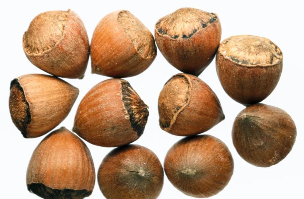 桦木科(betulaceae )别名俗名 毛榛子 火榛子毛榛