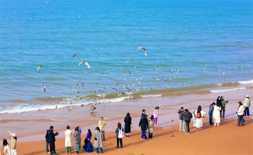 海鸥舞动游客在威海国际海水浴场解锁新玩法