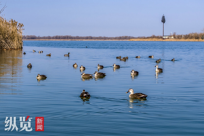 衡水湖观鸟岛图片