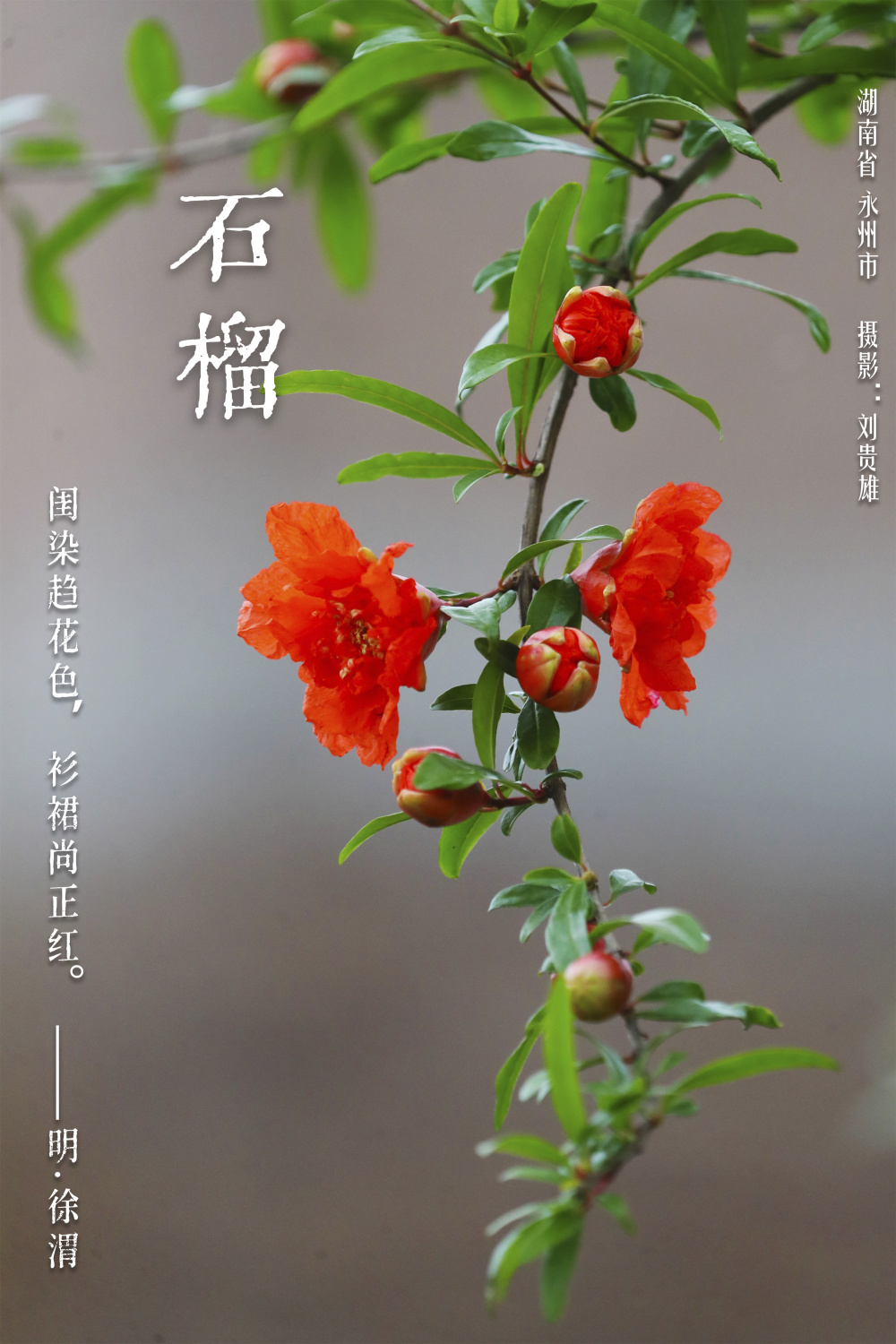 华夏花神·石榴|夏日花开明似火,多少罗裙羡此红
