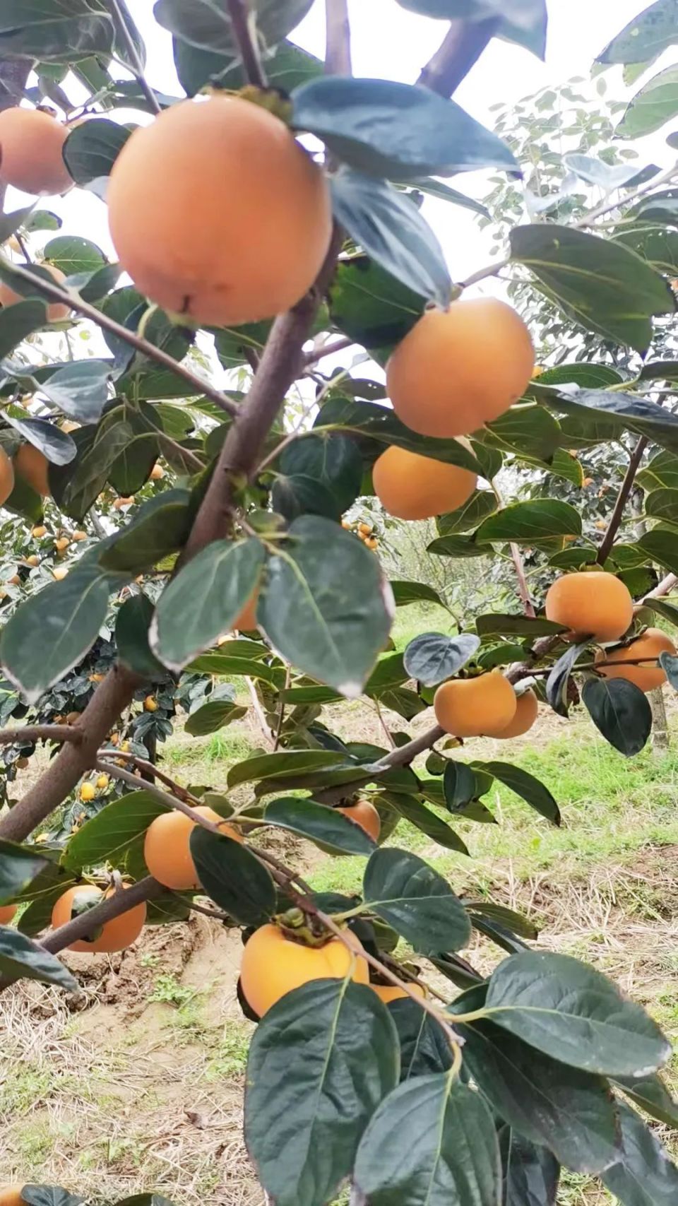 【陕西水果】时令咸阳脆柿,产地现摘现发-腾讯新闻