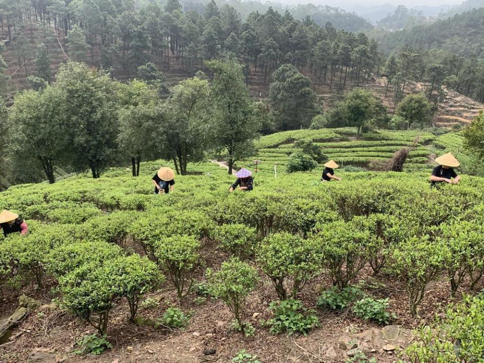 江门鹤山春茶香引来研学客
