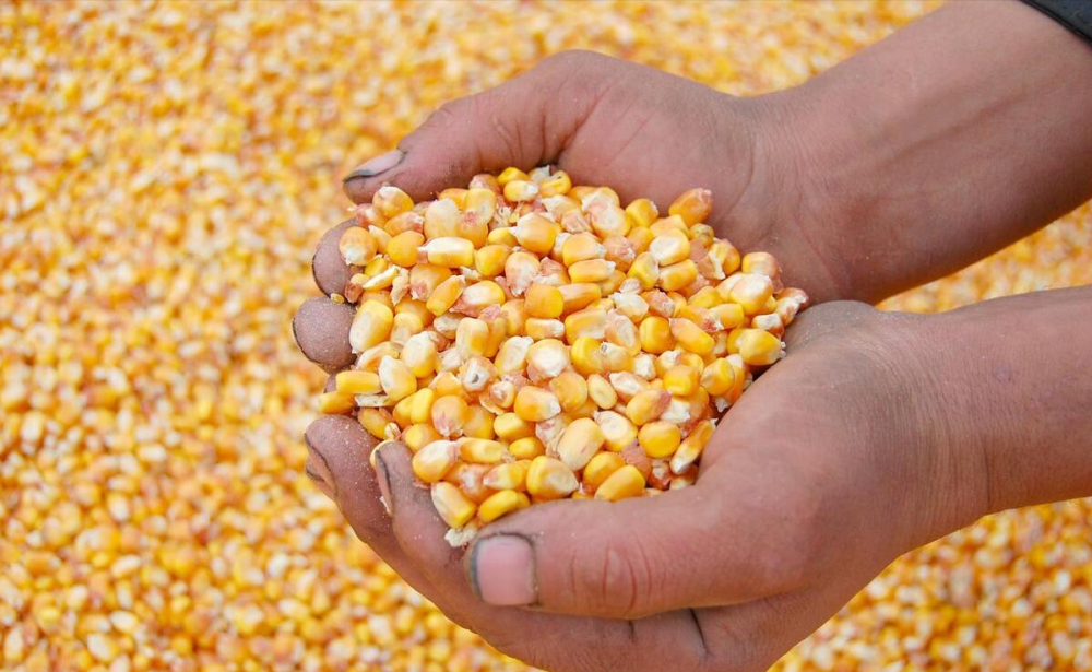 在寒潮天气加持下,在东北中储粮大范围增储支撑下,玉米现货报价"节节