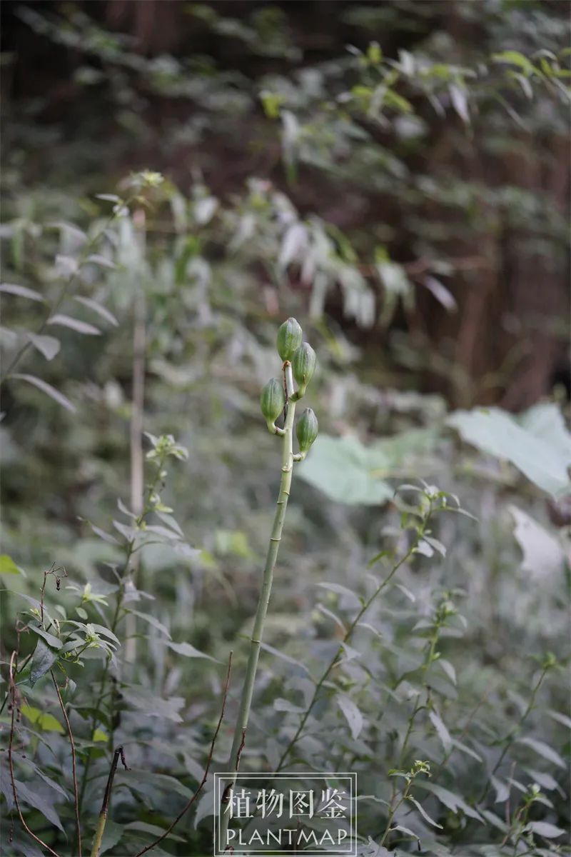 荞麦叶大百合,最不怕热的野花之一