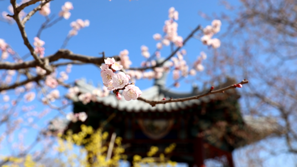 海淀这里的"杏花村",盛开啦