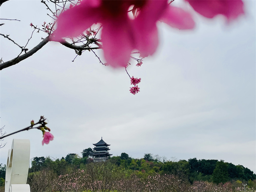 青秀山桃花图片