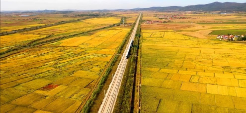 庄河市青堆镇特色稻路赋能乡村振兴