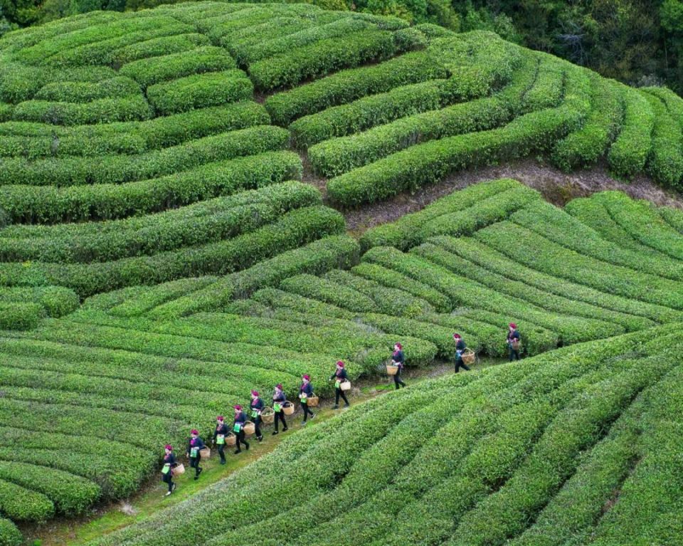 凤鸣茶岗,霞光溢彩——霞浦水门茶岗畲族"三月三"歌会即将开幕!