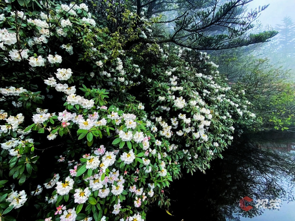 c视觉·航拍四川(84)︱峨眉高山杜鹃盛放 云端山野繁花似锦