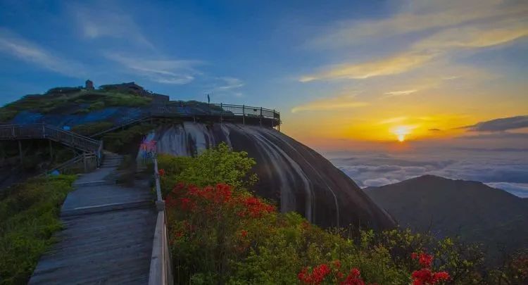 最佳观赏期到了!建宁金铙山杜鹃花海绚烂如诗画