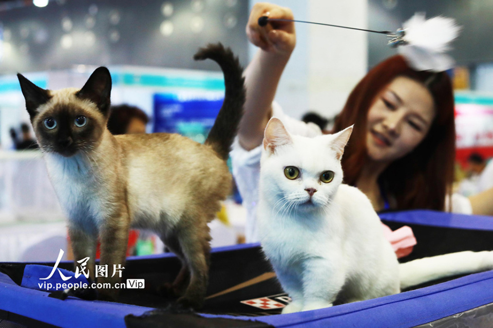 浙江义乌:国际宠物展开幕