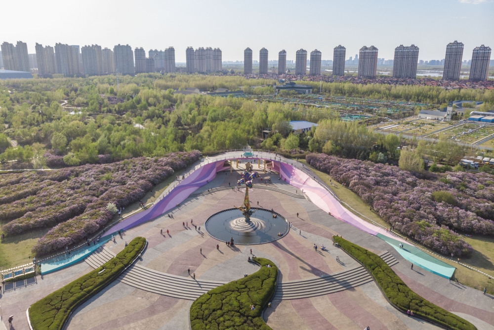 新华社记者 谢剑飞 摄5月6日,游客在哈尔滨丁香公园赏花拍照.
