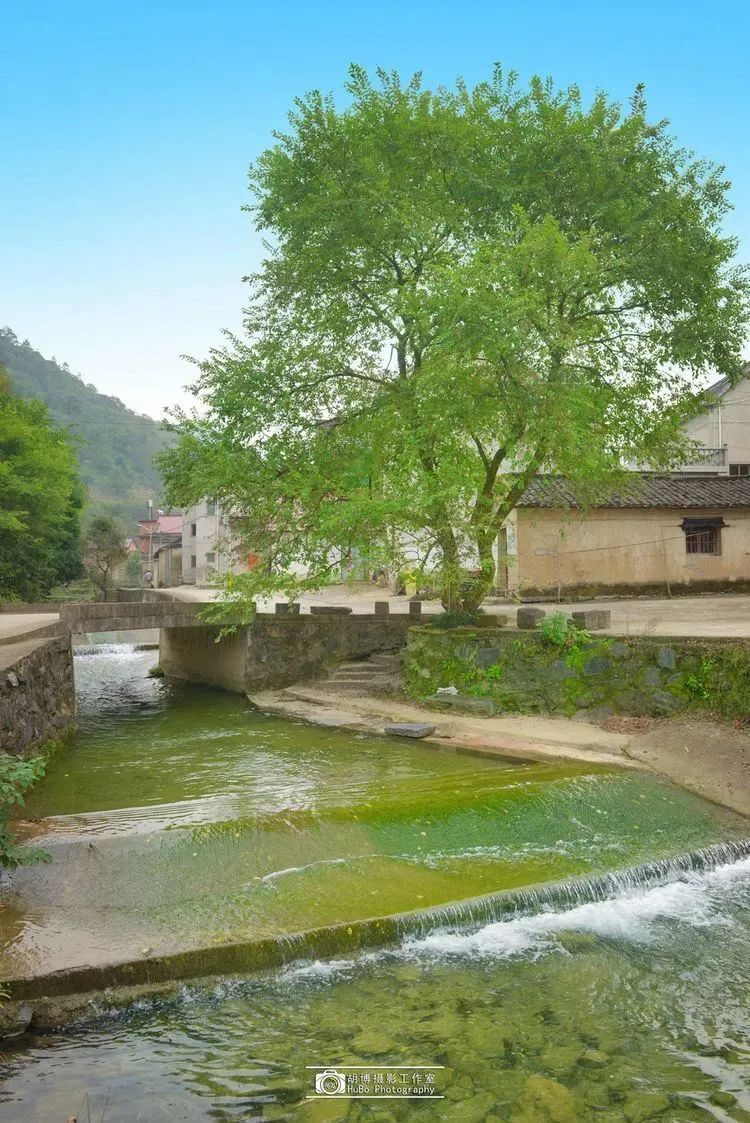 云雾缭绕,处处皆是"薄荷曼波"元素~几许绿韵满园风光"池上碧苔三四点