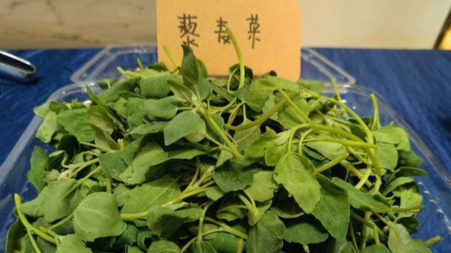 上海自主育成首个藜麦菜新品种，有望成为都市餐桌“新爆款”_腾讯新闻