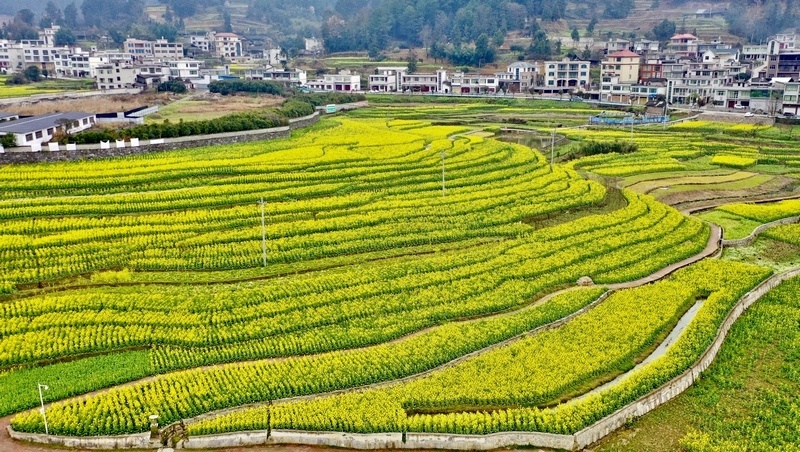 仁怀市金山银水景区:油菜花开春意浓 千亩花田迎客来