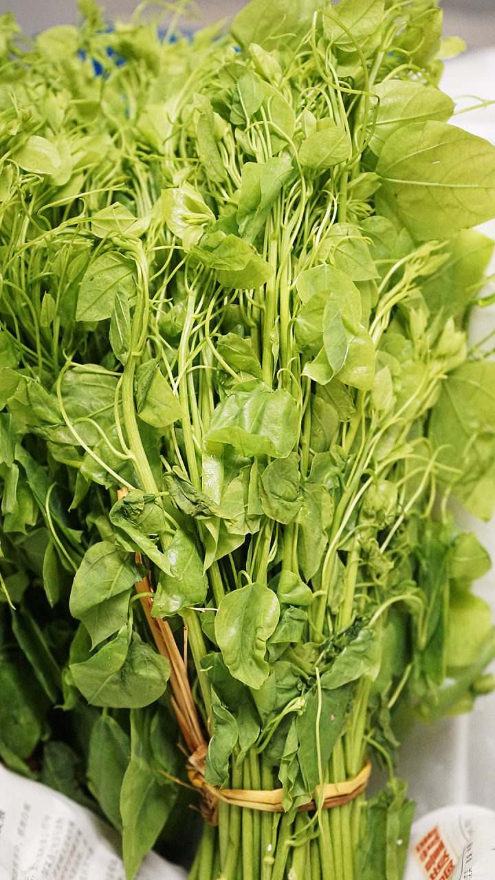 辣木苗又叫辣木芽,被誉为"生命之树","植物中的钻石",既有很多保健