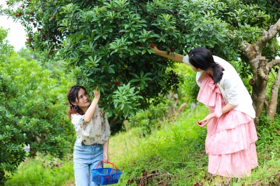 你知道赣南哪里有杨梅采摘园吗?