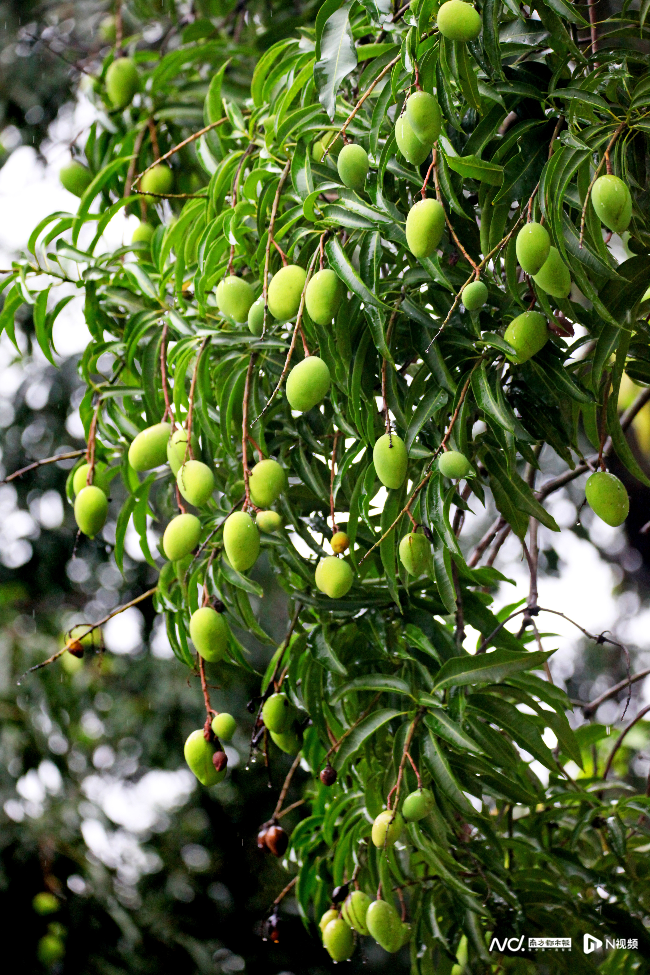 又脆又甜在东莞这条村500多岁芒果树依然硕果累累