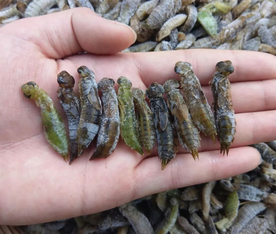 第四种土货:水虿水虿,即蜻蜓的幼体,在其发育成熟前主要栖息于水中.