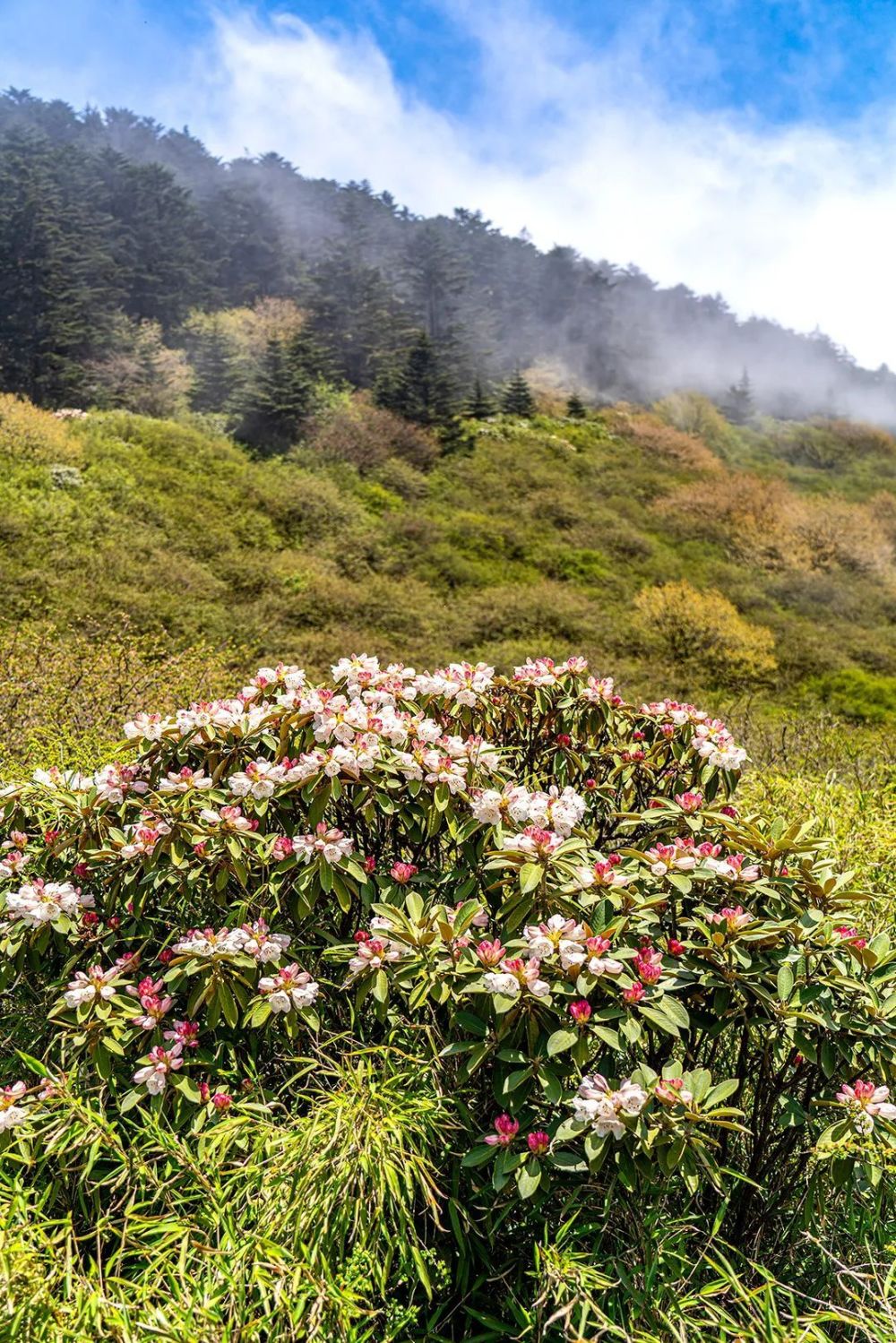 这组峨眉山杜鹃高清大片美得让你服气_腾讯新闻