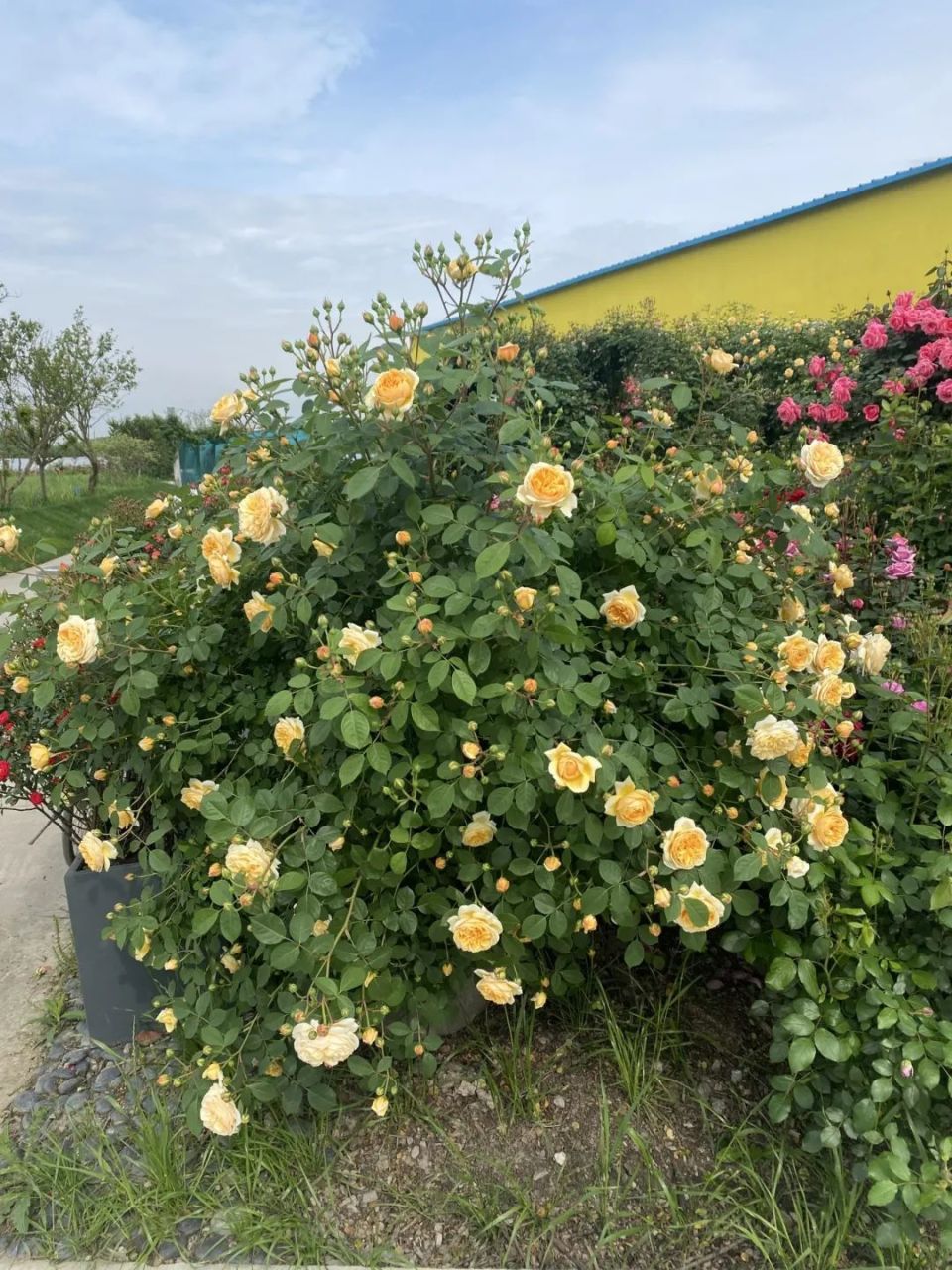 打造青浦"生态之城";用一座玫瑰园,开启一场嘉年华,为青浦建设"幸福之