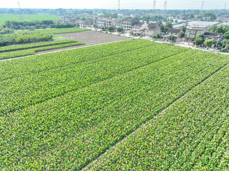 江苏靖江万亩香沙芋迎丰收