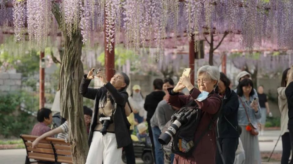 嘉定紫藤公园预约门票图片