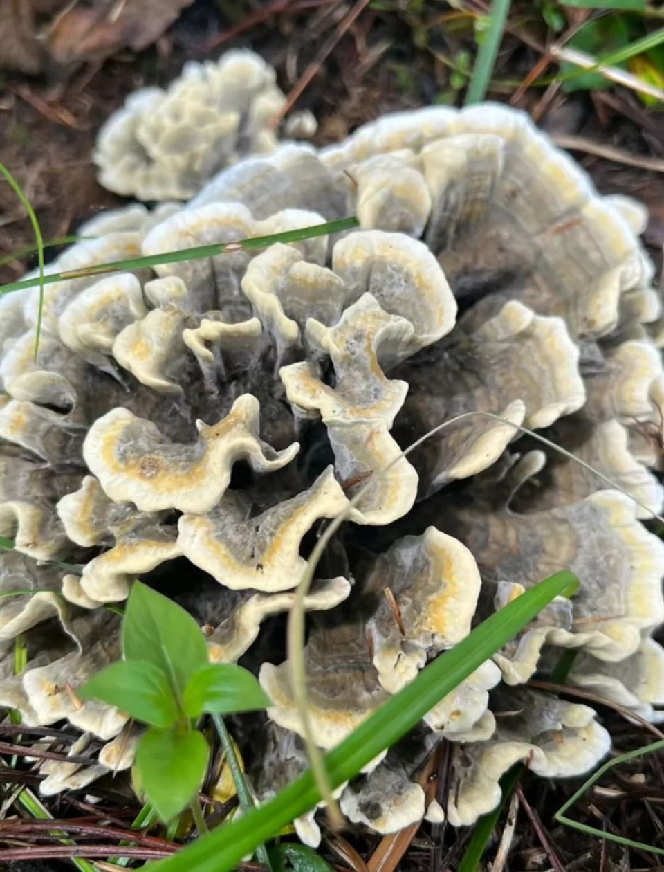 野生菌美食