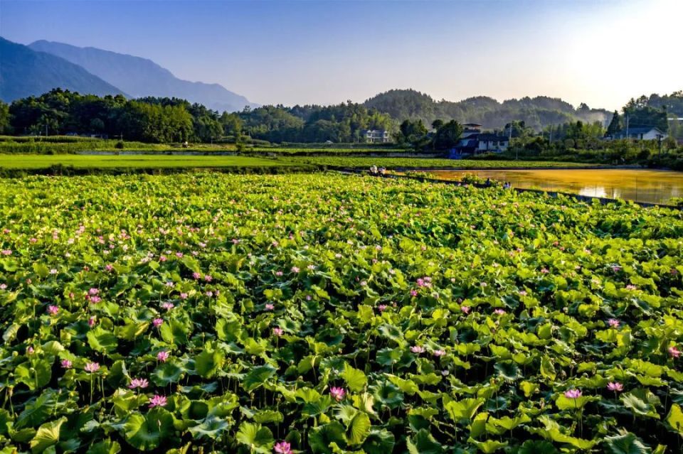 村环湖碧荷园北川国恩寺北川国恩寺的荷花绽放正盛沿着池塘悠然漫步怎