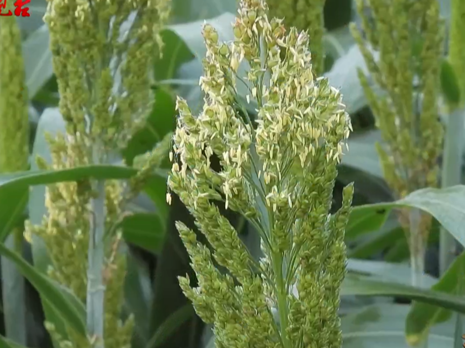 桥语花香看贵州丨高粱花结出幸福穗