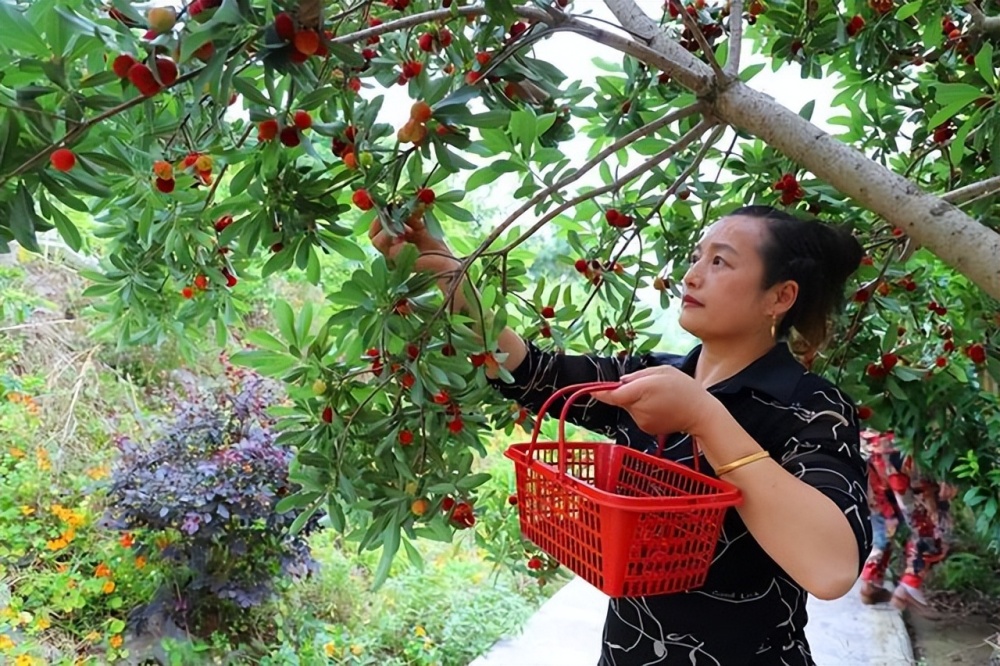 山杨梅树图片