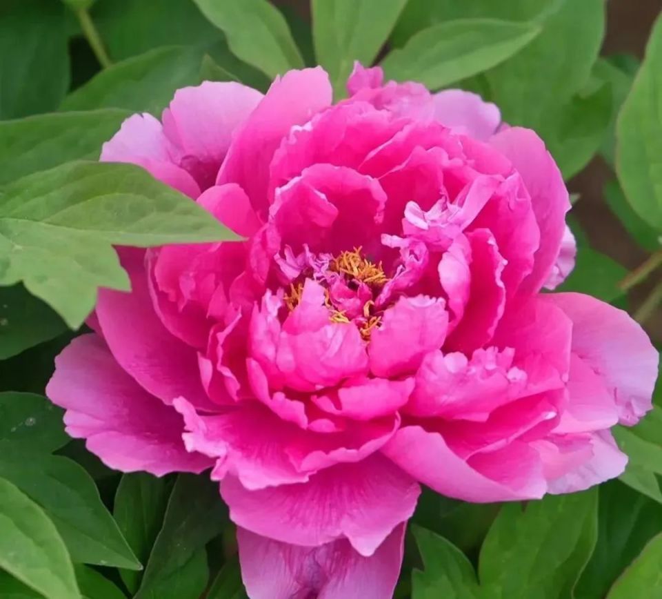 "五一"走进春和景明的延边!邂逅姹紫千红般的美妙