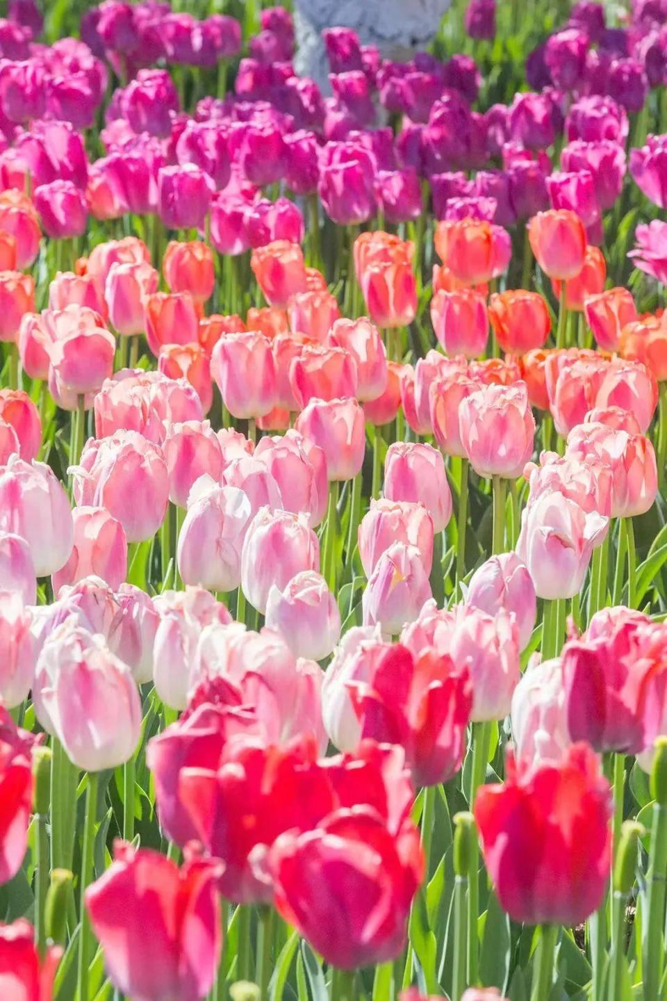 50万株郁金香绽放,淄博赏春top1!春日氛围感拿捏了
