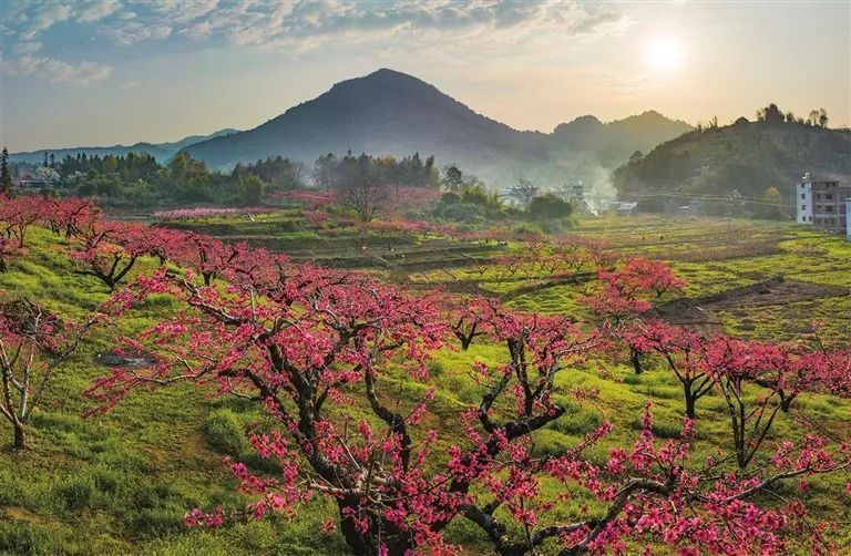 河源哪里有赏花景点图片