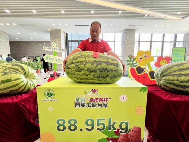 9斤!新"瓜王"亮相北京大兴西瓜节
