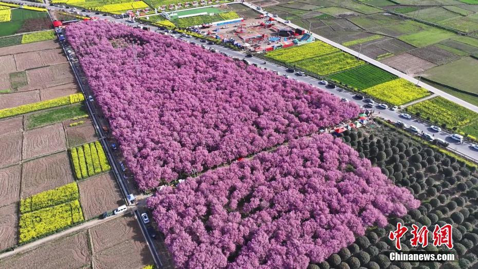 陕西汉中数千棵美人梅迎春绽放