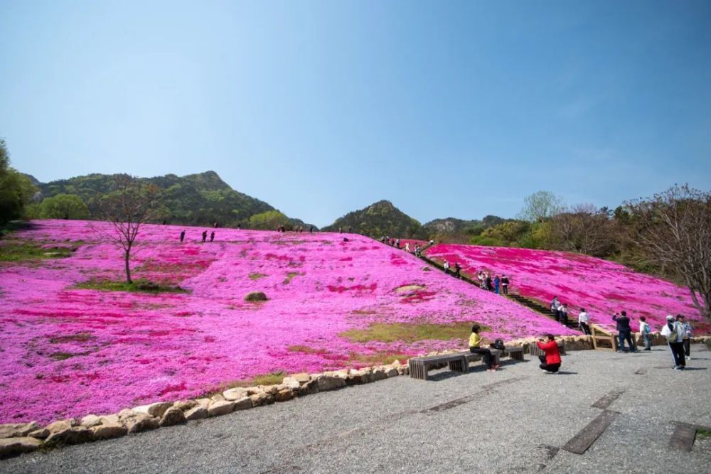 莱州月季花（莱州月季花节是5月25号还是五月二十五） 第23张