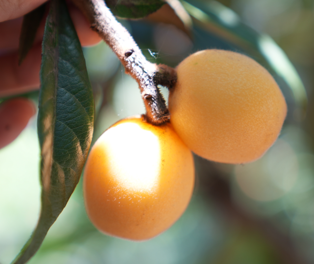 "塘栖枇杷第5年,感觉今年品质最好!