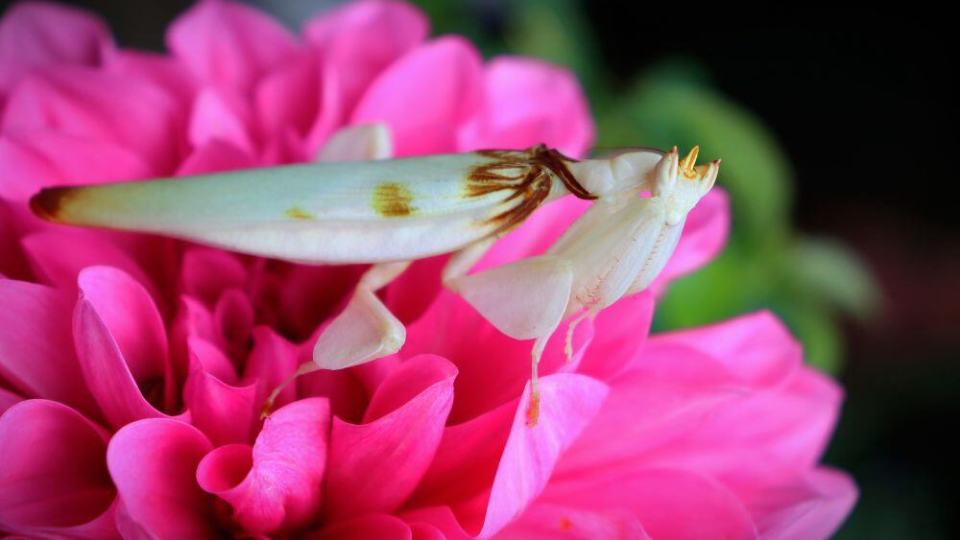 兰花螳螂成"助教"进入云南宁洱生物课堂