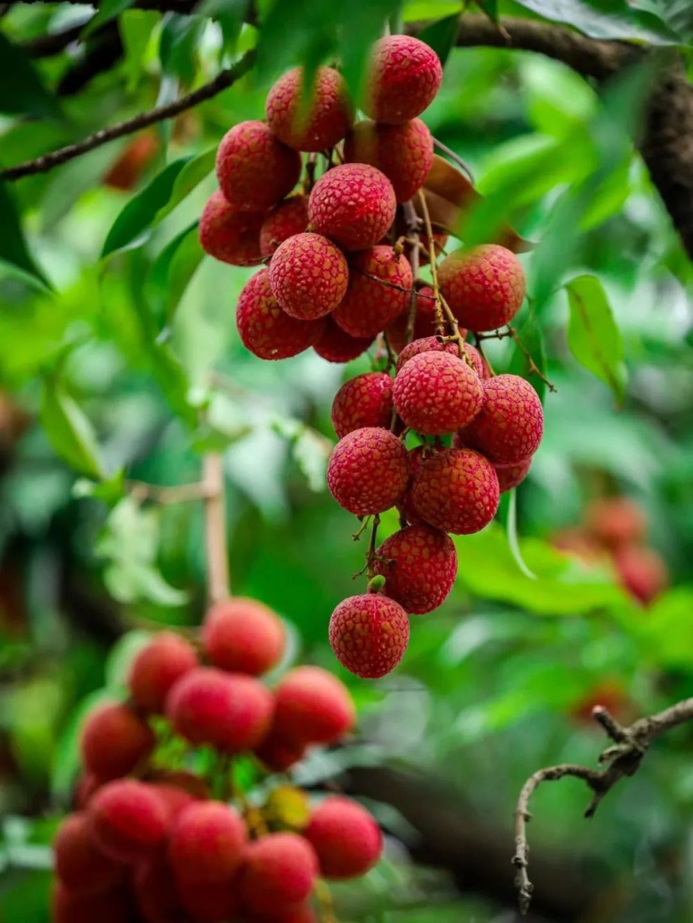 全民福"荔"!看看南山人是怎样吃到免费荔枝的_腾讯新闻