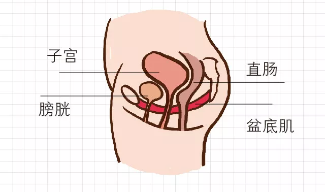 盆底肌结构解剖图图片