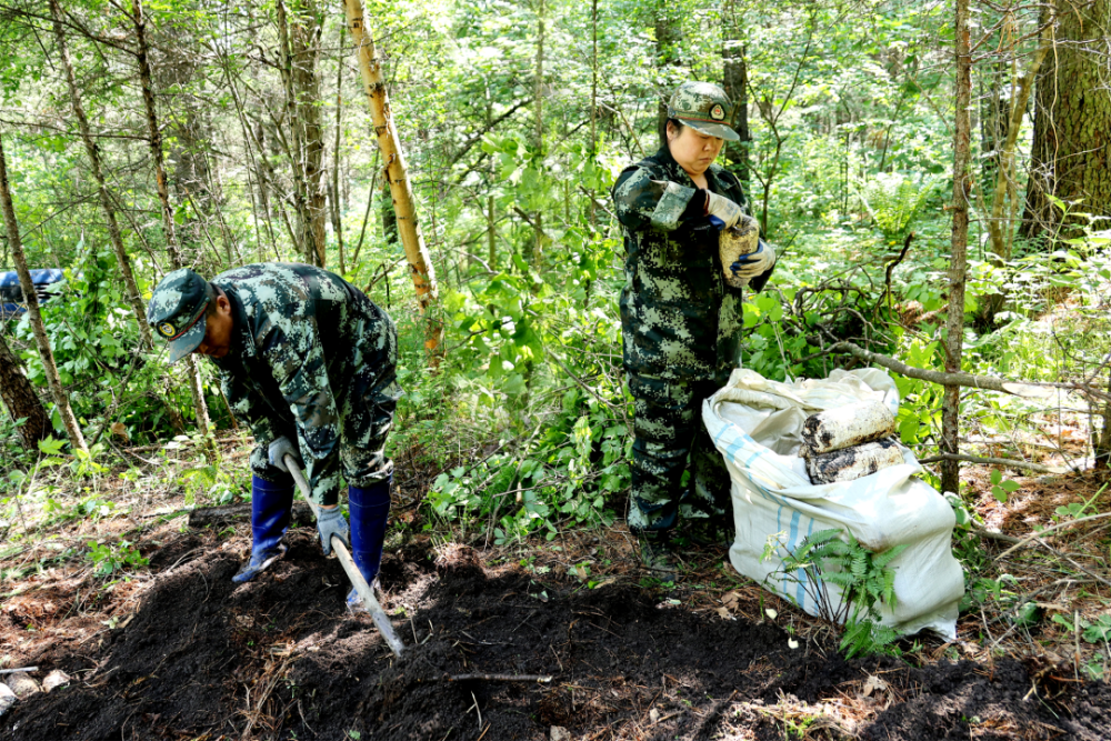 东北榛蘑种植基地图片