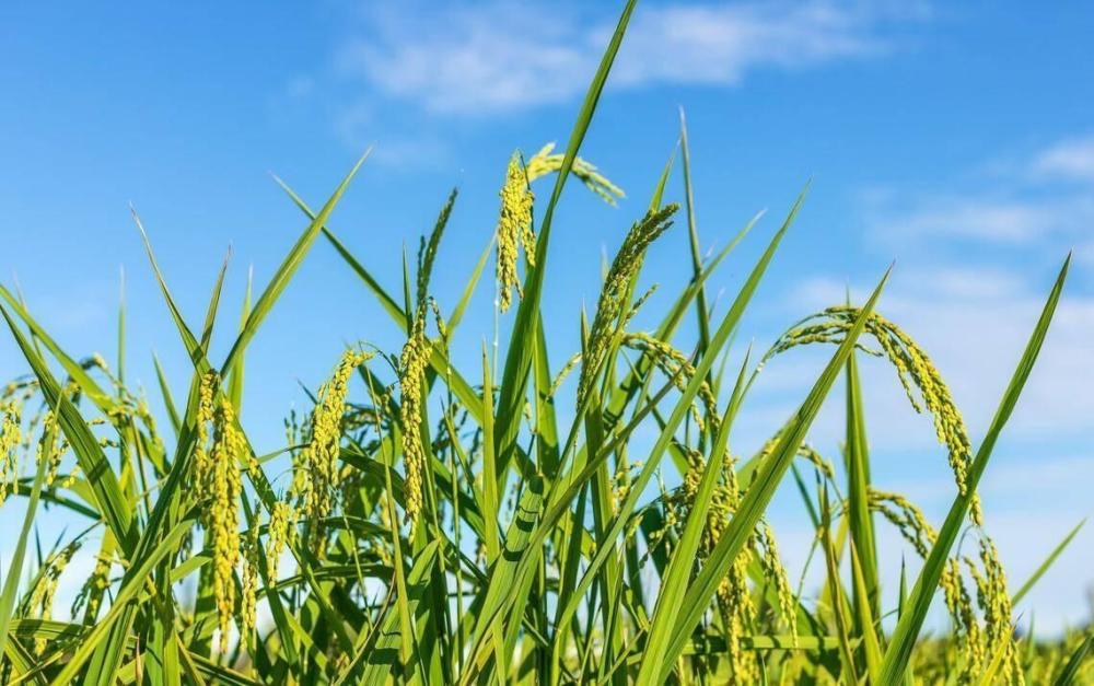 竹子和水稻杂交的新型竹稻,可长到2米,亩产千公斤却卖到20元1斤_腾讯