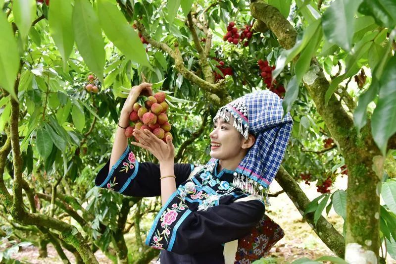 来屏边,赴一场荔枝采摘体验之旅