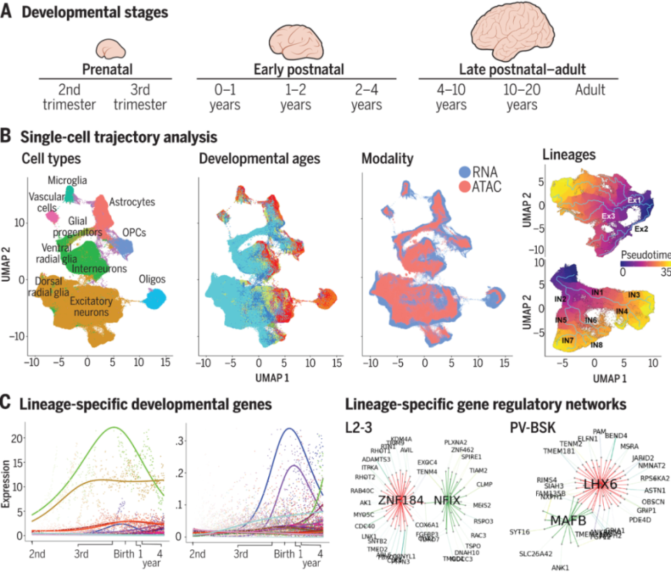 《科学》：刷新认知！人脑细胞类型或超3000种，迄今最全面的人脑细胞图谱诞生_腾讯新闻