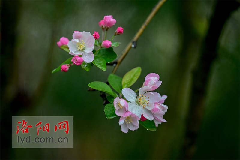 花卉春雨的图片大全图片