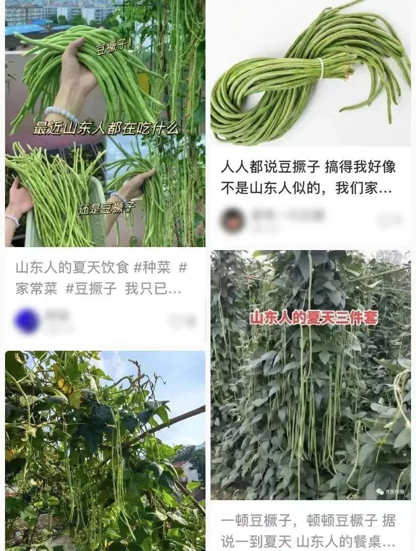这个夏天，山东人是如何被豆橛子逼疯的？_腾讯新闻