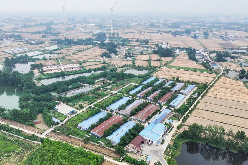 2012年,父亲受养猪的朋友影响,有了养猪的想法,遂在大仪镇投资建起了