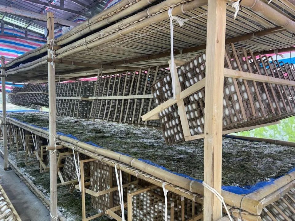 苏大娟是横江镇米库村的养蚕能手.