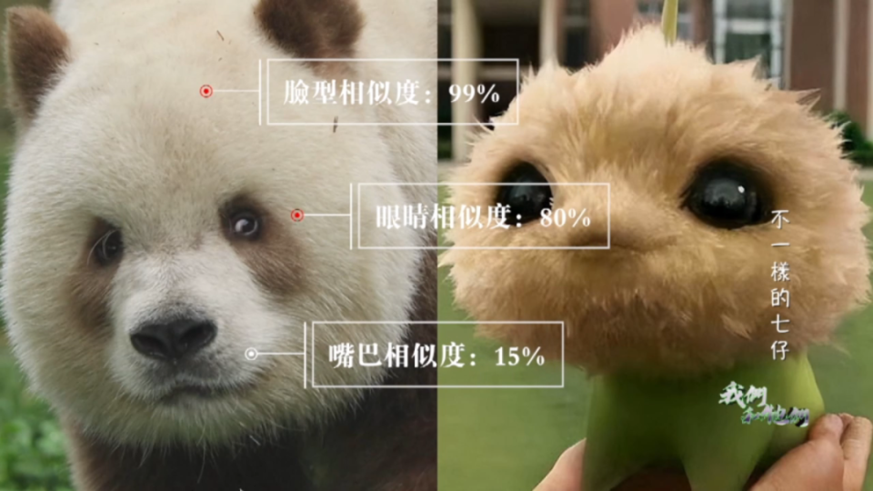 咬完耳朵还要到处说，网友说“山上的笋都被七仔夺完了”_腾讯新闻